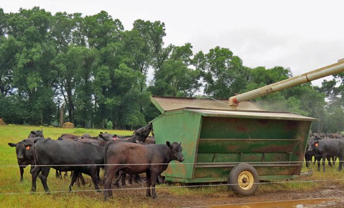High Fiber Cotton And Peanut Byproducts Aid Free Choice Cattle