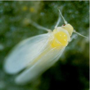 Whitefly close up