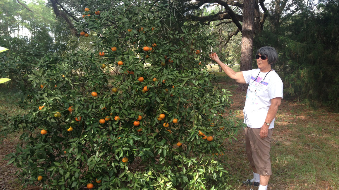 Sweet Sweet Satsumas Growing Georgia