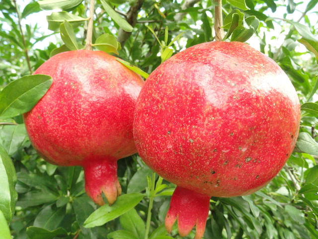 Uf Ifas Scientists Help National Team Breed Better Pomegranates Growing America