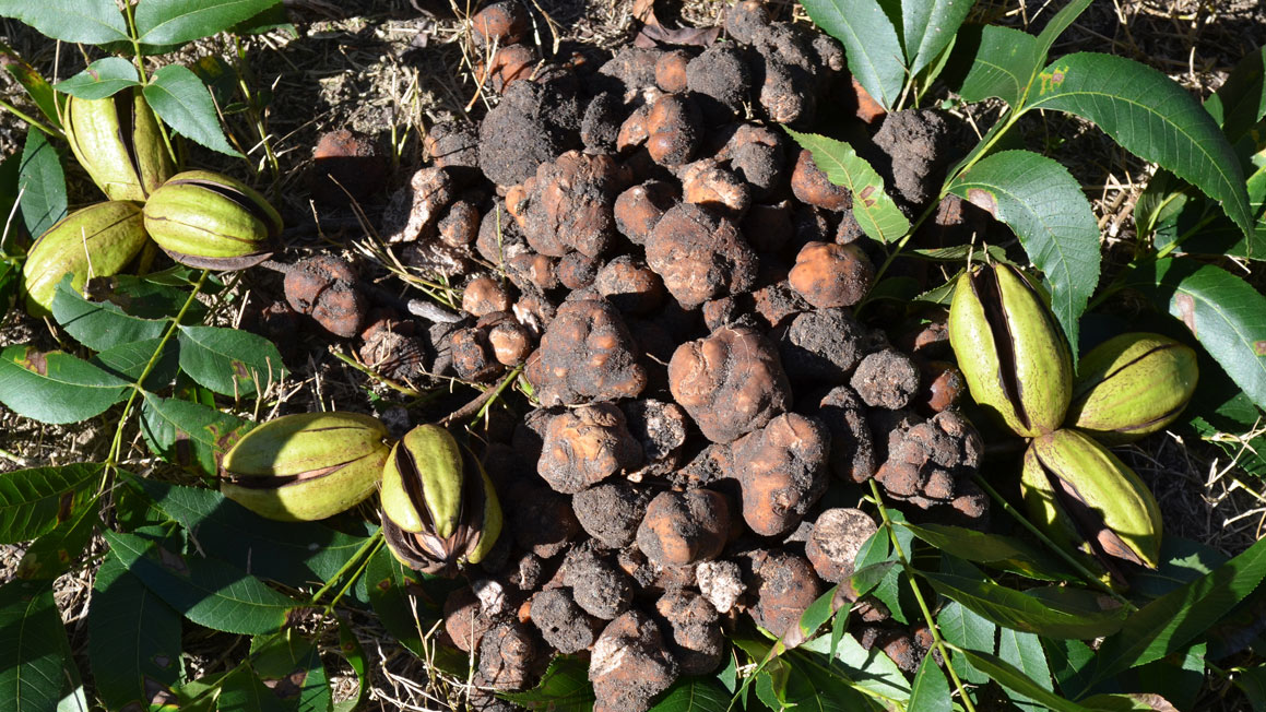 Do Truffles Grow In Wisconsin PostureInfoHub
